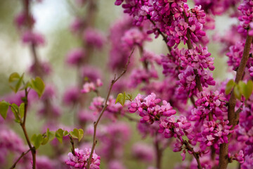 Fototapeta premium Wiosenny krzew - Judaszowiec ( Cercis )