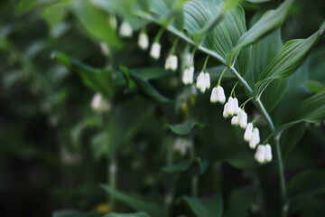 Spring bloom. The first flowers against the background of green spring.
