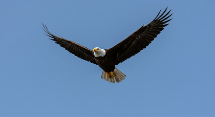 Fototapeta premium Eagle Flying in Clear Blue Sky with Wings Spread Wide