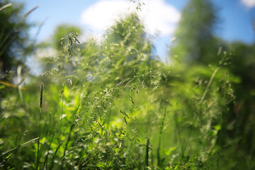 Summer lawn against the backdrop of sunset.