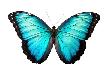 butterfly isolated on white