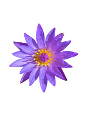 vibrant purple water lily with delicate petals and bright yellow center, showcasing its natural beauty and elegance. This flower symbolizes tranquility and serenity in nature