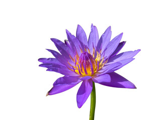beautiful purple water lily with vibrant yellow stamens, showcasing its delicate petals against transparency background, evoking sense of tranquility and elegance