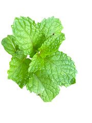 Fresh mint leaves are vibrant and aromatic, perfect for culinary uses or herbal remedies. Their bright green color and textured surface add refreshing touch to dishes and beverages