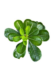 vibrant green plant with glossy leaves, showcasing lush and healthy appearance. leaves are broad and have rich texture, reflecting light beautifully. This plant adds touch of nature and freshness