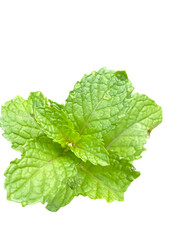 Fresh mint leaves are vibrant and aromatic, perfect for culinary uses or herbal remedies. Their bright green color and textured surface add refreshing touch to dishes and beverages