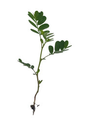 green plant branch with small, oval shaped leaves, showcasing fresh and vibrant appearance. stem is slender and supports multiple leaflets, indicating healthy growth