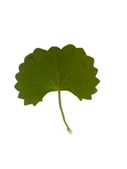 vibrant green leaf with unique scalloped edge, showcasing its natural beauty and intricate details. This leaf symbolizes freshness and essence of nature, perfect for various creative projects