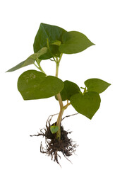small green plant with heart shaped leaves and visible roots, symbolizing growth and nature. plant stands upright, showcasing its vibrant foliage and healthy appearance