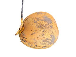close up view of round, yellowish brown fruit with rough texture, hanging from thin branch. fruit appears natural and organic, showcasing its unique surface details and imperfections