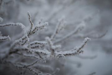 White snow on a bare tree branches on a frosty winter day, close up. Natural background. Selective botanical background.