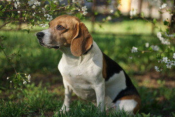 Beagle dog sitting next to the white blooming spring flowers, natural light, blurred background