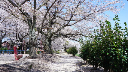 蒼社川沿いの桜