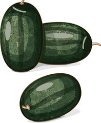 Group of Black Beauty Watermelon. Citrullus lanatus. Fruits and vegetables. Clipart. Isolated vector illustration.