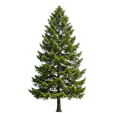 Fototapeta premium christmas tree isolated on white