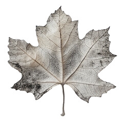 A dried maple leaf with crisp veins and natural details, showcasing autumn beauty &ndash; Isolated Transparent Background