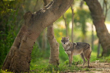 A golden jackal stands alert in a verdant forest, framed by the dappled sunlight filtering through the trees.