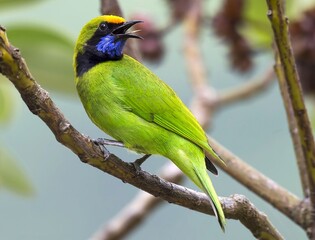 A colorful bird peacefully resting in nature, surrounded by trees, sunlight, and fresh greenery.

