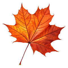 Obraz premium High resolution PNG of a real maple leaf in autumn colors