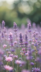 Naklejka premium Serene Lavender Field Soft Focus Purple Flowers Blooming in Summer Sunlight