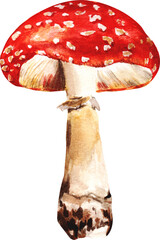 Watercolor handdrawn fly agaric mushroom
