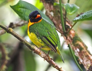 A colorful bird peacefully resting in nature, surrounded by trees, sunlight, and fresh greenery.

