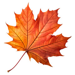 Fototapeta premium High resolution PNG of a real maple leaf in autumn colors