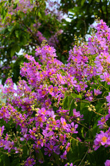 Fototapeta premium Lagerstroemia speciosa, Queen's crape myrtle , Pride of India.