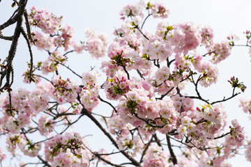 Branches of sakura flowers, cherry blossom