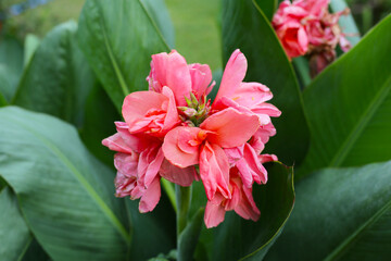 Canna flower in the garden