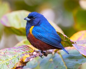 Obraz premium A beautiful wild bird captured in its natural habitat, surrounded by trees, sunlight, and serenity.