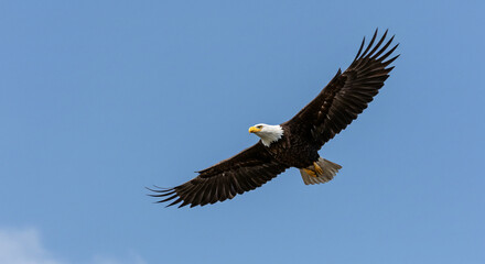 Fototapeta premium Eagle Flying Against a Clear Blue Sky with Wings Spread