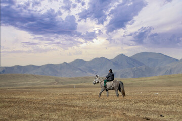 mongolian horses in the wide field