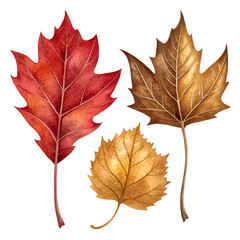 Fototapeta premium Set of three autumn leaves in warm red, gold, and orange hues