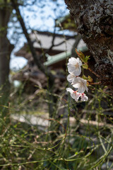 鎌倉2504　英勝寺13　桜