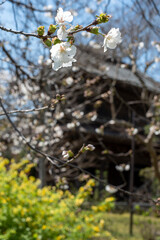 鎌倉2504　英勝寺12　桜