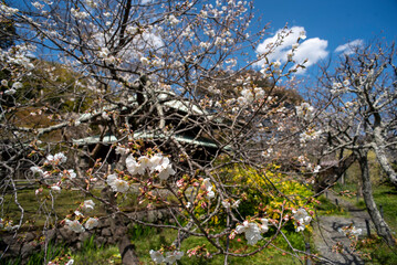 鎌倉2504　英勝寺9　桜