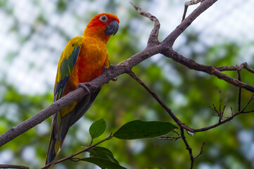The sun conure (Aratinga solstitialis), also known as the sun parakeet, is a medium-sized, vibrantly colored parrot native to northeastern South America.