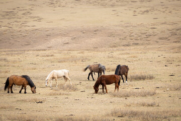 mongolian horses in the field