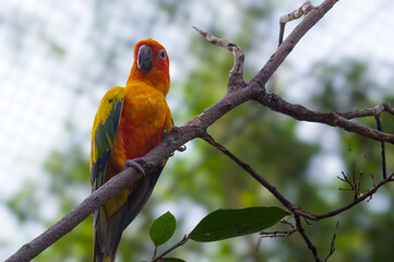 The sun conure (Aratinga solstitialis), also known as the sun parakeet, is a medium-sized, vibrantly colored parrot native to northeastern South America.