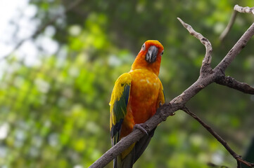 The sun conure (Aratinga solstitialis), also known as the sun parakeet, is a medium-sized, vibrantly colored parrot native to northeastern South America.