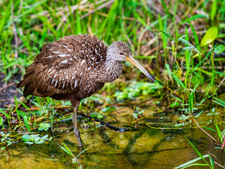 A Limpkin (Aramus guarauna) stands in shallow water at the edge of a marsh, surrounded by lush green grasses and aquatic plants