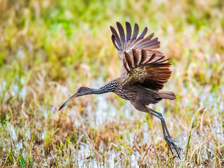 A Limpkin (Aramus guarauna) taking off from the  shallow water at the edge of a marsh