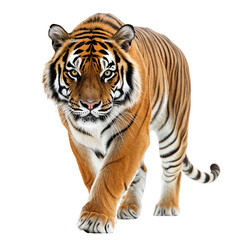 Fototapeta premium Close-up of a tiger walking towards the camera with intense eyes and powerful body isolated on transparent background