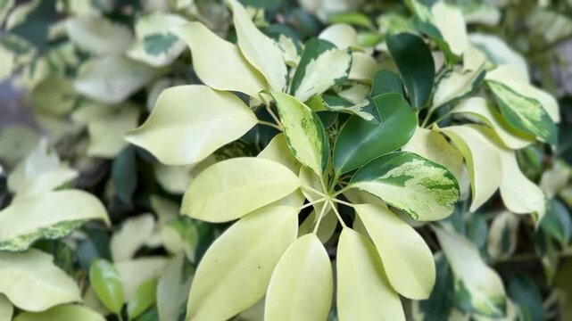 Dwarf Umbrella Tree with variegated green and yellow leaves in detailed close-up
