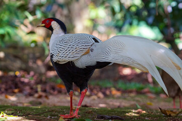 Junglefowl are the only four living species of bird from the genus Gallus in the bird order Galliformes, and occur in parts of South and Southeast Asia. 