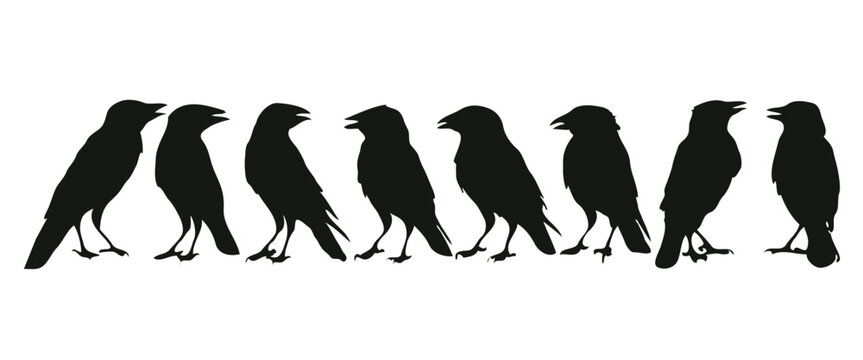 Set of bird silhouette
