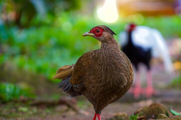 Junglefowl are the only four living species of bird from the genus Gallus in the bird order Galliformes, and occur in parts of South and Southeast Asia. 