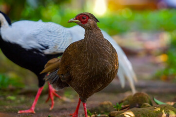 Junglefowl are the only four living species of bird from the genus Gallus in the bird order Galliformes, and occur in parts of South and Southeast Asia. 