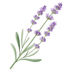 Naklejka premium Transparent PNG of a hand-drawn lavender stem with delicate details